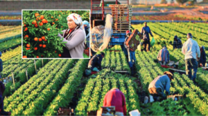 Türkiye tarımda üretim üssü