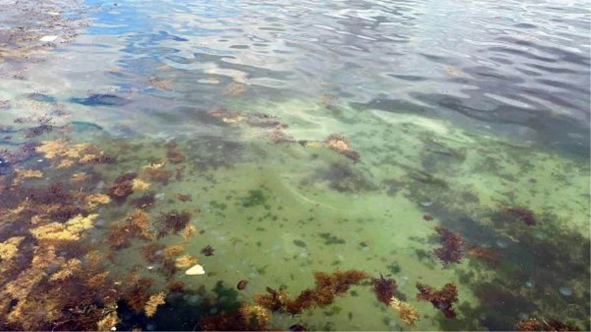 Marmara Denizi’nde denizanaları artıyor: Kirlilik nedeniyle
