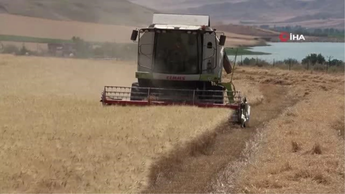 Siirt'te çiftçiler, buğday, arpa