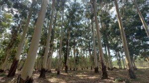 Mersin’deki Karabucak Ormanları, AR-GE çalışmasıyla ülke iktisadına can veriyor