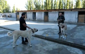 Dünyanın En Uygun Müdafaa Köpekleri Erzincan’da Yetiştiriliyor
