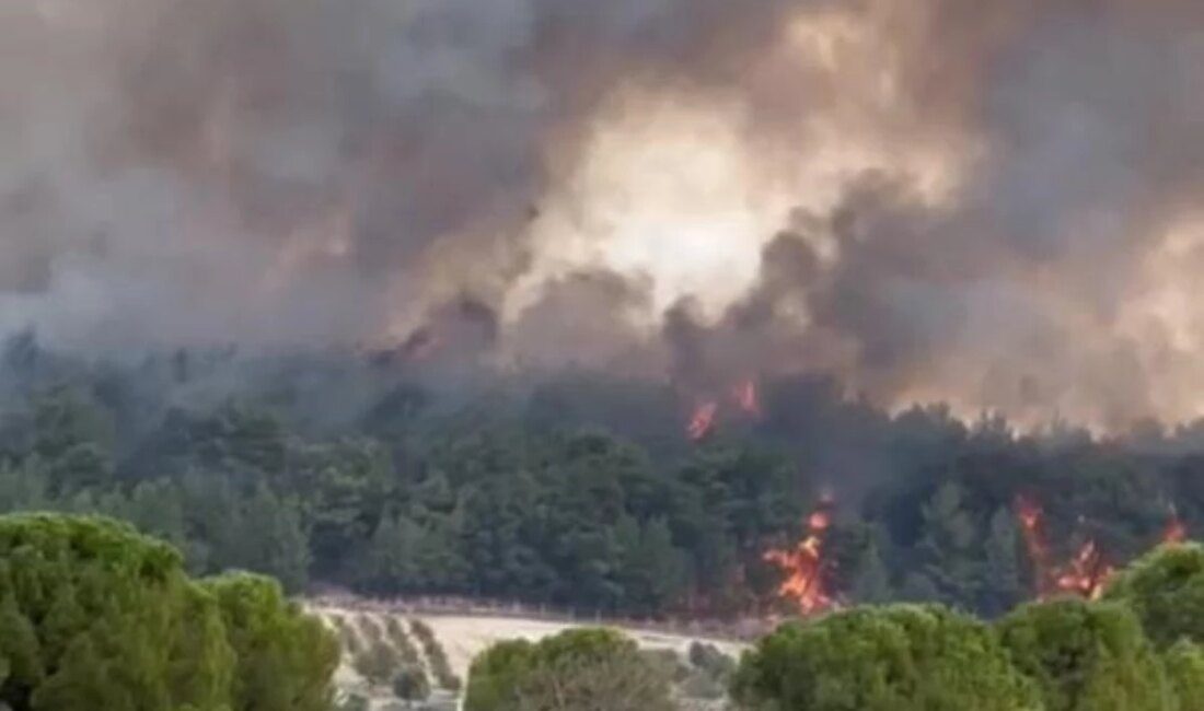 İzmir Gaziemir’de Orman Yangını Çıktı