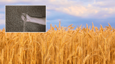 Türkiye’nin buğday üretimi 21,5 milyon tona yükseldi